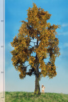 Eiche   (Herbst)   30-40 cm