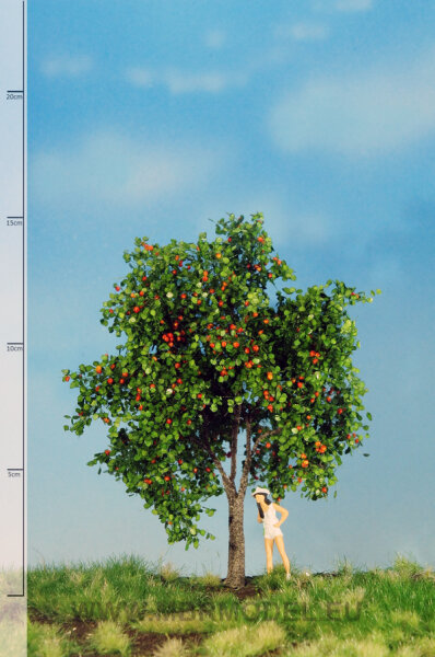 Apfelbaum  12-16 cm