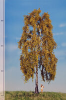 Birke     (Herbst)   30-40 cm