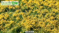 Blütenbüschel gelb   (15x21cm)
