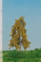 Birke    (Herbst)  6-10 cm