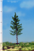 Waldfichte  12-16 cm