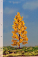 Europäische Lärche (Herbst) 12-16 cm