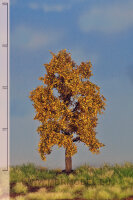 Eiche   (Herbst)   12-16 cm