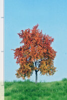 Buche  (Herbst)  6-10 cm
