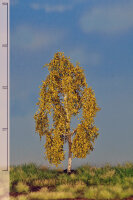 Birke      (Herbst)  12-16 cm