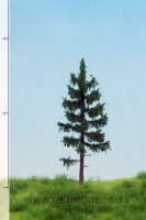 Waldfichte  6-10 cm