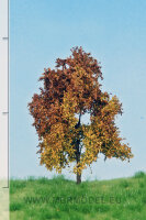 Eiche  (Herbst)  6-10 cm