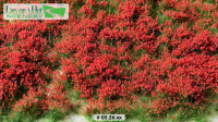 Blütenbüschel rot   (15x21cm)